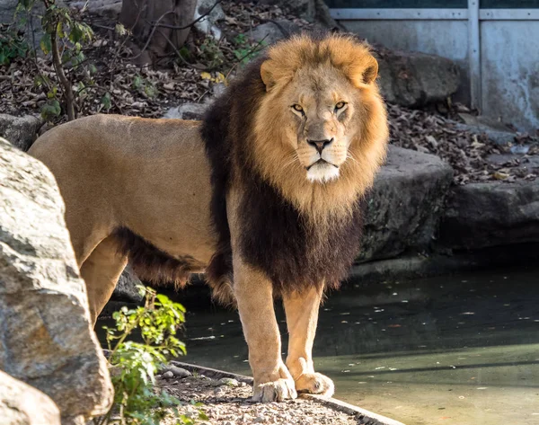 Lev, Panthera leo je jedním ze čtyř velkých koček rodu Panthera — Stock fotografie