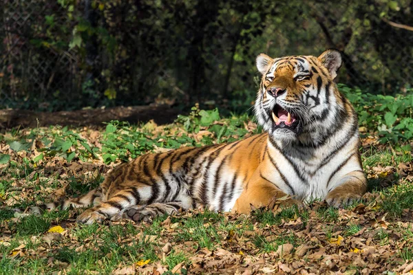 The Siberian tiger, Panthera tigris altaica in the zoo — стоковое фото