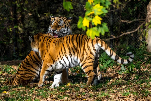 시베리아 호랑이 동물원에서 손님 티그리스 altaica — 스톡 사진