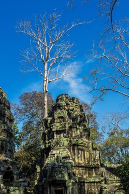 Antik Tapınağı, Ta Prohm, Angkor, Kamboçya