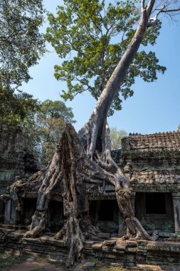 Siem Reap, Kamboçya'da karmaşık Angkor Wat Tapınağı Preah Khan