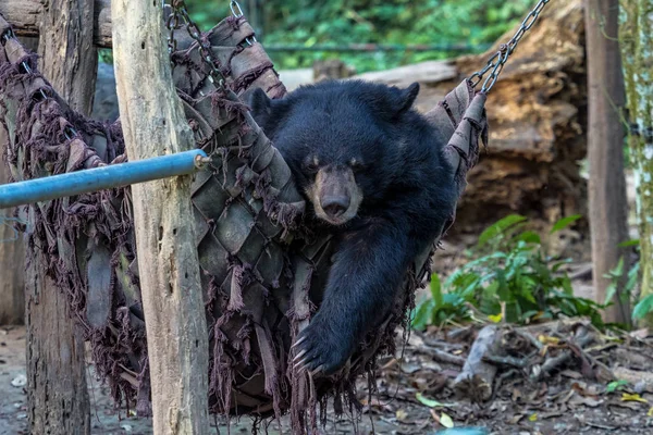 動物保護の黒いクマ、タットクアンシの滝、ルアンパバーン、ラオス — ストック写真