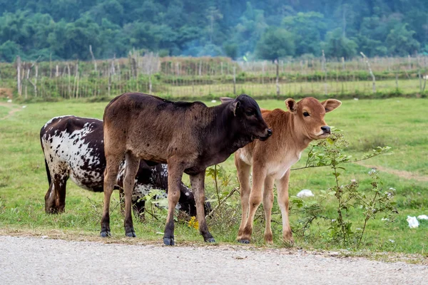 Коровы в поле недалеко от Ванг-Вьенга, провинция Вьентьян, Лаос . — стоковое фото