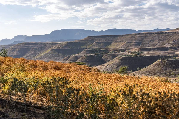 Saflor campo de flores entre en Tigray, Etiopía del Norte, África — Foto de Stock