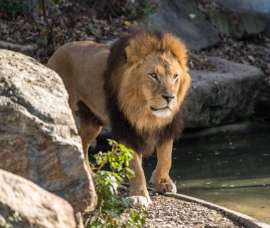 Aslan, Panthera leo cins Panthera dört büyük kedilerde biridir