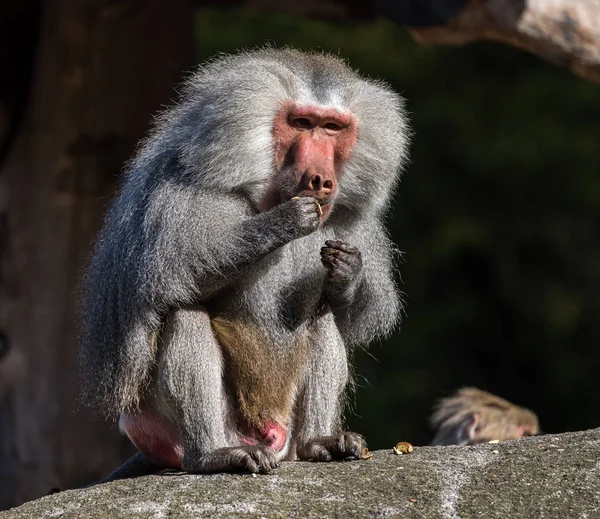 Le babouin des hamadryas, Papio hamadryas est une espèce de babouin — Photo