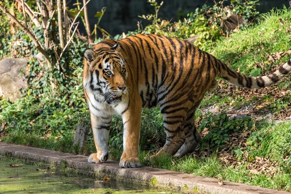 Den sibiriska tigern, Panthera tigris altaica i djurparken — Stockfoto