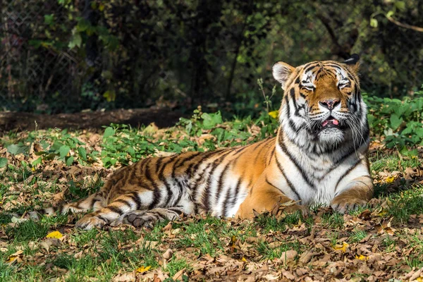 El tigre siberiano, Panthera tigris altaica en el zoológico — Foto de Stock