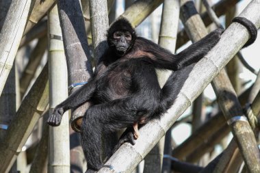 Siyah kafalı örümcek maymun, Ateles fusciceps örümcek maymun türüdür