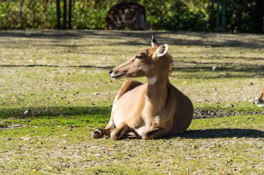 Geyik ve Mastreani geyik kabuk olarak da bilinen muntjacs,