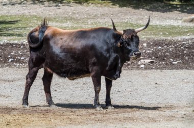 Heck sığır, Bos primigenius Toros veya yaban öküzü Hayvanat Bahçesi