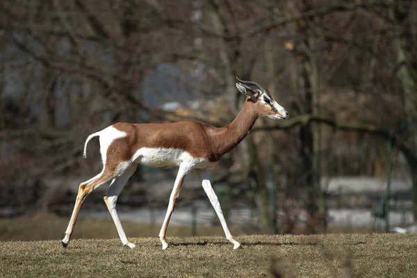 Dama gazelle, Gazella dama mhorr or mhorr gazelle is a species of gazelle — Stock Photo, Image