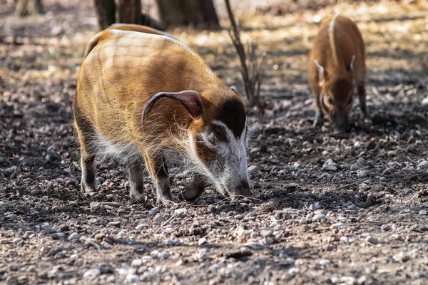 Porc rouge de rivière, Potamochoerus porcus, également connu sous le nom de porc de brousse . — Photo