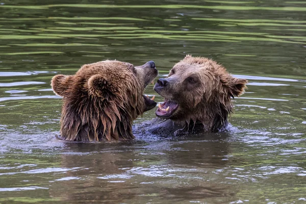 Urso pardo europeu, ursus arctos em um parque — Fotografia de Stock