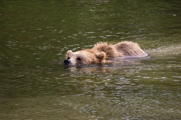 Europese bruine beer, de ursus arctos in een park — Stockfoto