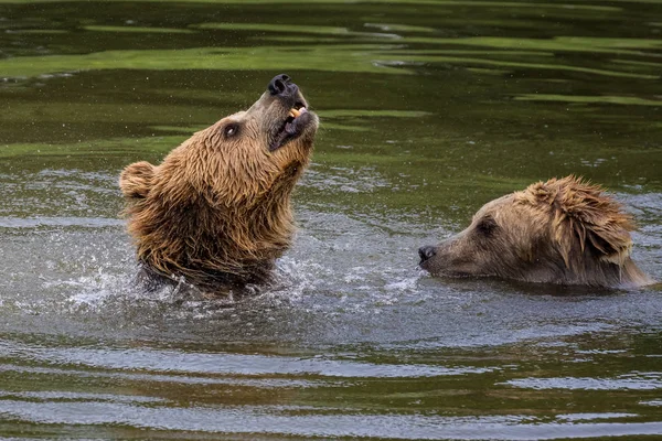 Europejski niedźwiedź brunatny, ursus arctos w parku — Zdjęcie stockowe