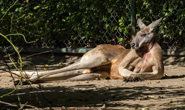 Red kangaroo, Macropus rufus in a german zoo