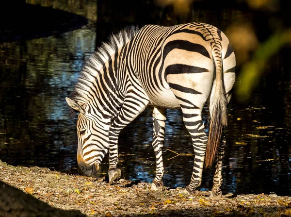 Zebra górska Hartmanna, Equus zebra hartmannae. Zagrożonych zebra — Zdjęcie stockowe