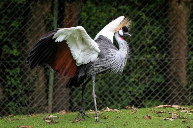 Siyah taç Crane, Balearica pavonina Hayvanat Bahçesi