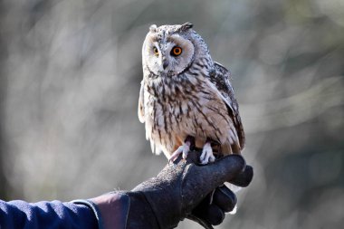 Uzun kulaklı baykuş, ASIO otus bir Alman doğa parkı