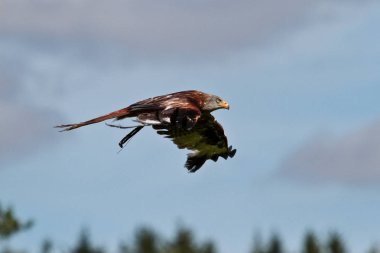 Kırmızı çaylak, milvus milvus, Alman doğa parkı