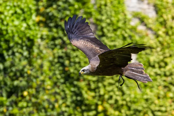 A Águia Tawny, Áquila Rapax é uma grande ave de rapina . — Fotografia de Stock