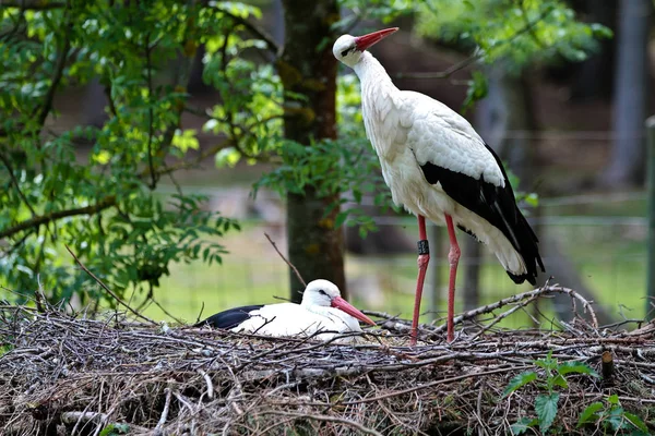 Weißstorch, Ciconia ciconia in einem deutschen Naturpark — Stockfoto