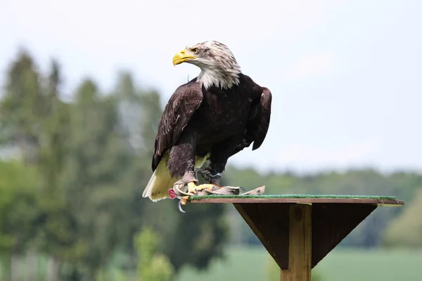 Porträt eines Weißkopfseeadlers lat. haliaeetus leucocephalus — Stockfoto