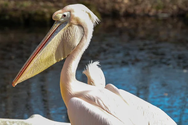 Weißpelikan, Pelecanus onocrotalus im Zoo — Stockfoto