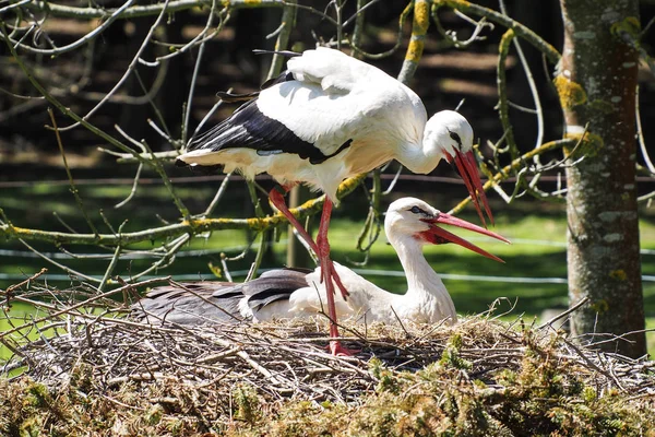 Avrupa beyaz leylek, Ciconia ciconia bir Alman Doğa Parkı — Stok fotoğraf