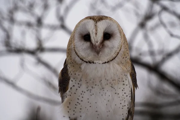 stock image The western barn owl, Tyto alba in a nature park