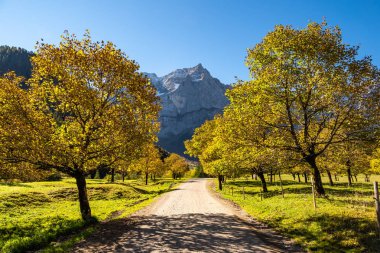 akçaağaç, Ahornboden, Karwendel'de Dağları, Tyrol, Avusturya