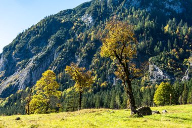 akçaağaç, Ahornboden, Karwendel'de Dağları, Tyrol, Avusturya