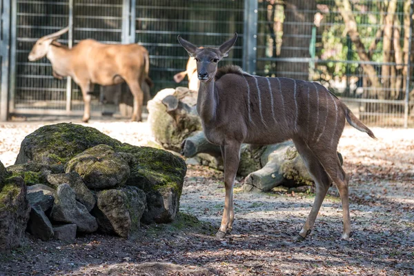 Большой куду, Tragelaphus strepsiceros является лесной антилопы — стоковое фото