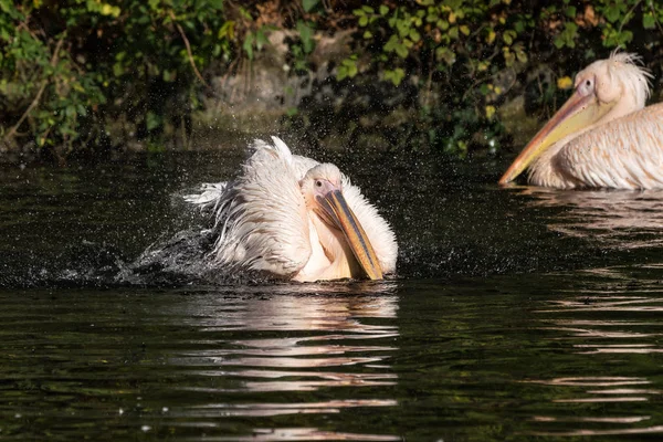 Большой белый пеликан, Pelecanus onocrotalus в зоопарке — стоковое фото