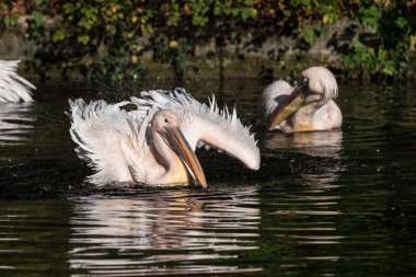 Büyük beyaz pelikan, Pelecanus onocrotalus Hayvanat Bahçesi