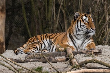 Sibirya kaplanı, Panthera tigris altaica Hayvanat Bahçesi