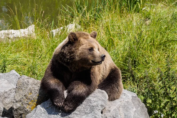 Evropský medvěd hnědý ursus arctos v parku — Stock fotografie