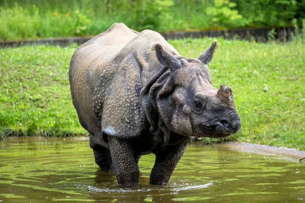 Индийский носорог, носорог единорогий, он же Большой Однорогий Носорог — стоковое фото