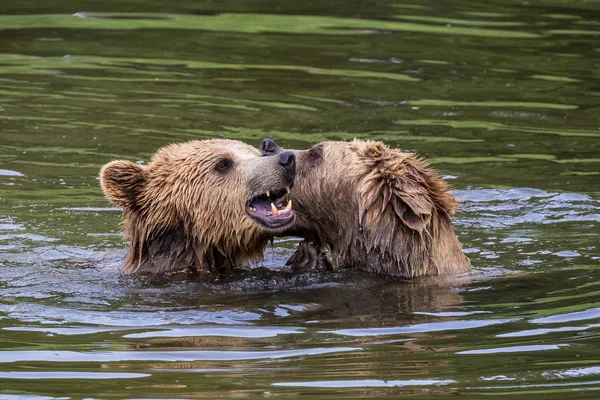 Urso pardo europeu, ursus arctos em um parque — Fotografia de Stock