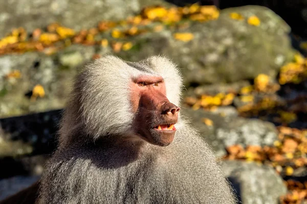 Le babouin des hamadryas, Papio hamadryas est une espèce de babouin — Photo