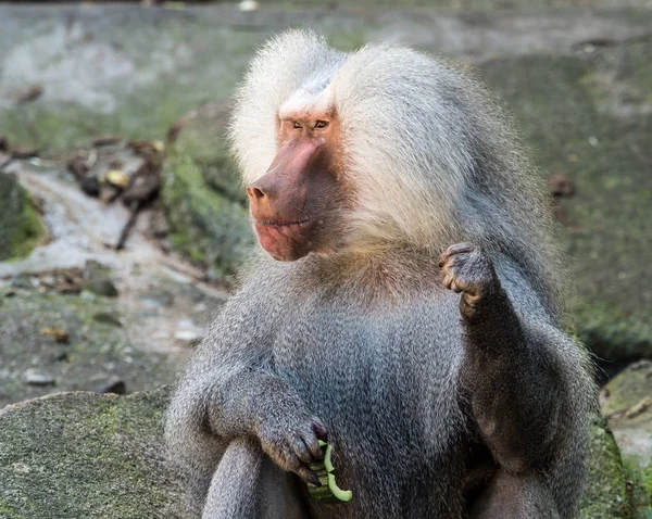 Papio hamadryas é uma espécie de babuíno do gênero "Papio" — Fotografia de Stock