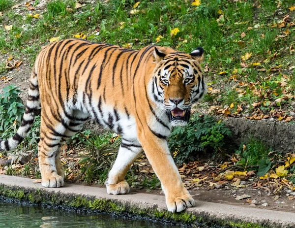 A szibériai tigris Panthera tigris altaica az állatkertben — Stock Fotó