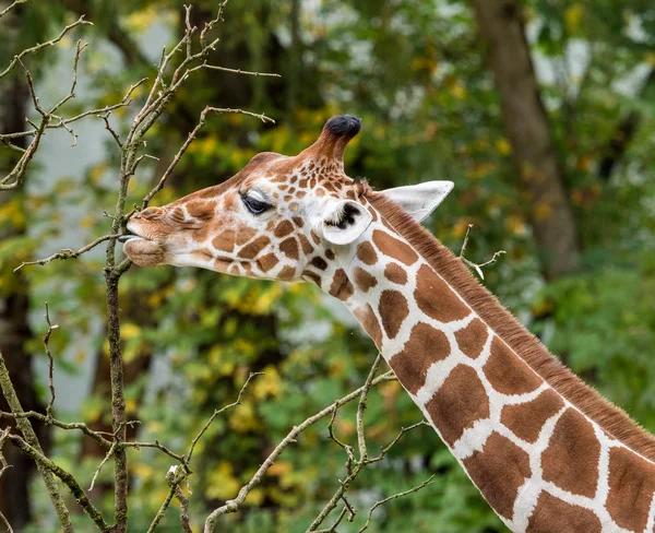 The giraffe, Giraffa camelopardalis is an African mammal — Stock Photo, Image