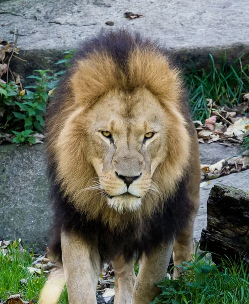 The lion, Panthera leo is one of the four big cats in the genus Panthera — Stock Photo, Image