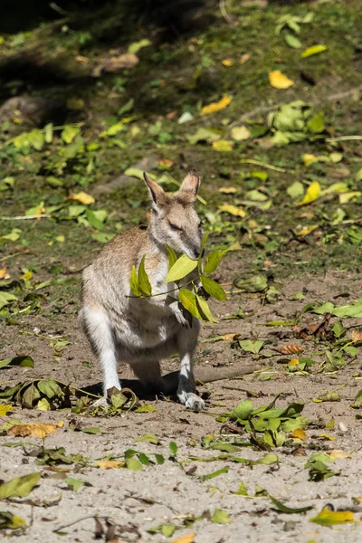 Çevik kanguru, Macropus agilis olarak da bilinen kumlu kanguru — Stok fotoğraf