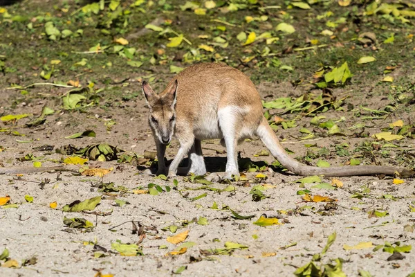 O wallaby ágil, Macropus agilis também conhecido como o wallaby arenoso — Fotografia de Stock