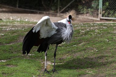 Siyah taç Crane, Balearica pavonina Hayvanat Bahçesi