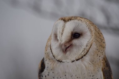 Batı peçeli baykuş, Tyto alba bir doğa parkı