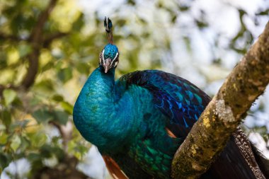 Hint tavuskuşu veya mavi tavus kuşu, Pavo cristatus Hayvanat Bahçesi